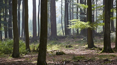 Wald | Bild: picture-alliance/dpa