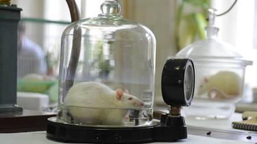 Eine weiße Ratte im Laborversuch | Bild: picture-alliance/dpa