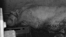 K49814: Isoliertes Mutterschwein im Schlachthof vor der Schlachtung | Bild: K49814