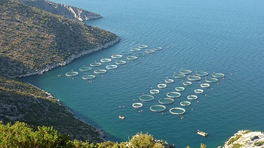 Marine Aquakultur mit Netzkäfigen: Doraden-Zucht im Mittelmeer in Griechenland | Bild: Philipp Kanstinger
