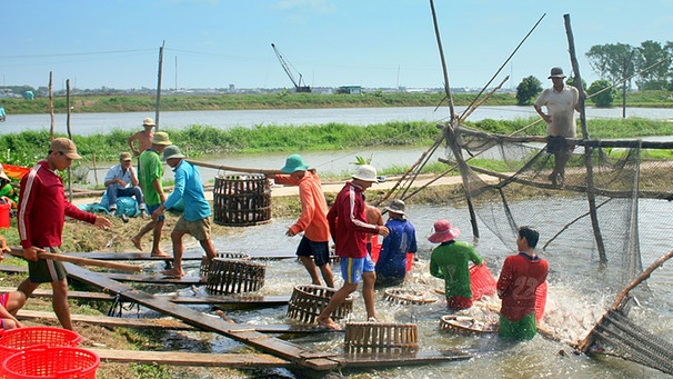 Aquakultur: Pangasiuszucht in Teichwirtschaft mit Süßwasser in Vietnam  | Bild: Philipp Kanstinger