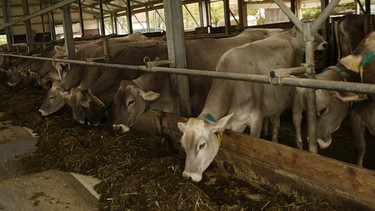 Kühe im Laufstall, Hof Bayrhof, Unterwang/Kempten | Bild: Marianne Bitsch/BR