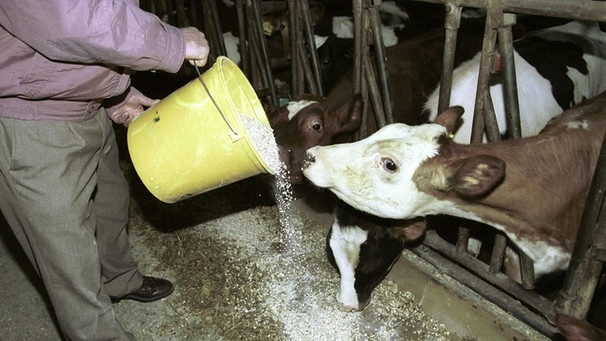 Futtermittel und ihre Skandale: BSE durch verseuchtes Tiermehl | Bild: picture-alliance/Ulrich Baumgarten