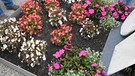 Viel flächig verstreute Blühpflanzen - wenig Wirkung. Und die Farbenzusammensetzung sollte man auch noch beachten! | Bild: BR/Ursula Klement
