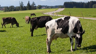 Grasende Kühe auf einer Weide im Allgäu: Retro oder Zukunft? | Bild: BR/Otto Gustav Hoffmann