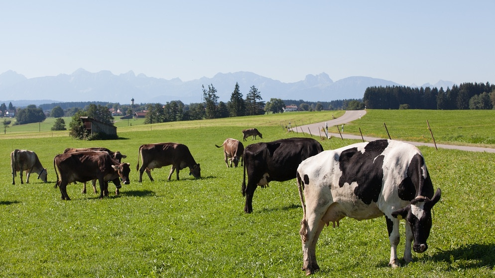 Grasende Kühe auf einer Weide im Allgäu: Retro oder Zukunft? | Bild: BR/Otto Gustav Hoffmann