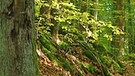 Laubbäume im Steigerwald | Bild: BR