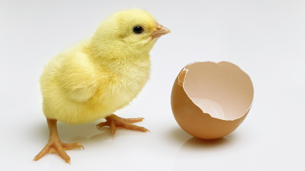 Frisch geschlüpftes Küken neben einer zerbrochenen Eierschale (Symbolbild) | Bild: picture-alliance/imageBROKER | Simon Belcher