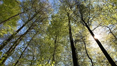 Bäume im Spessart | Bild: picture-alliance/dpa