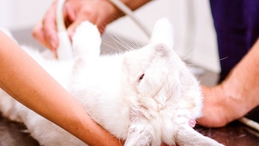 Ein Tierarzt machen bei einem weißen Kaninchen einen Ultraschall: Das Geschäft mit kranken Haustieren. | Bild: colourbox.com