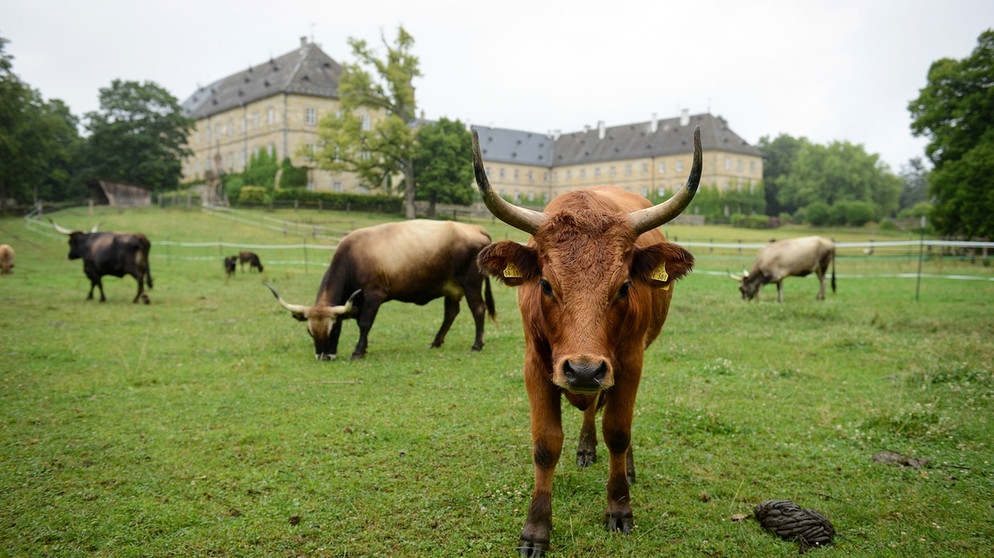 Ein Rind im Wildpark Tambach | Bild: picture-alliance/dpa