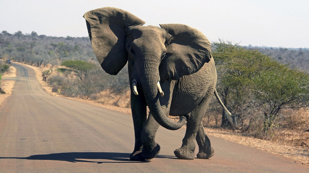 Elefant im Krüger Nationalpark in Südafrika | Bild: picture alliance / blickwinkel/McPHOTO | McPHOTO