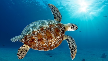 Die Grüne Meeresschildkröte | Bild: picture alliance / imageBROKER | Norbert Probst