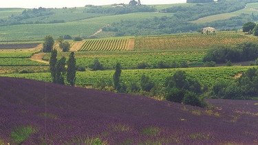 Lavendel- und Weinfelder in der Provence | Bild: BR Bild