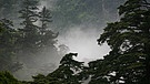 Wald, Japan | Bild: picture-alliance/dpa