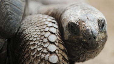 Galápagos-Riesenschildkröte | Bild: picture-alliance/dpa