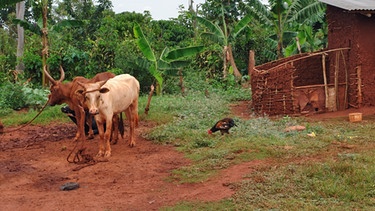 Landwirtschaft in Afrika | Bild: colourbox.com