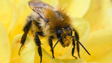 Pollemsammelnde Biene | Bild: picture-alliance/dpa