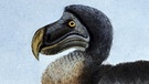Illustration des ausgestorbenen Dodo-Vogels | Bild: picture-alliance/dpa