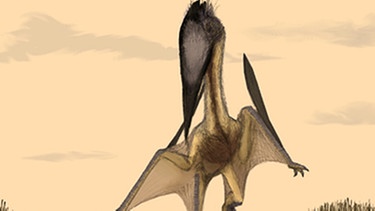 Zeichnung des Flugsauriers Lacusovagus | Bild: picture-alliance/dpa
