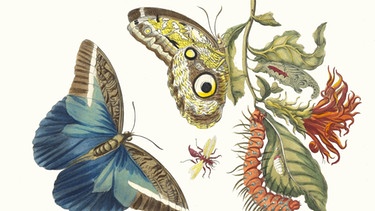Malerei mit Schmetterlingen und Pflanzen von Maria Sibylla Merian | Bild: picture alliance/ Fine Art Images/Heritage Images