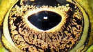 Auge eines Frosches | Bild: picture-alliance/dpa