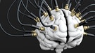 Symbolbild: Gehirn - Schaltzentrale | Bild: colourbox.com