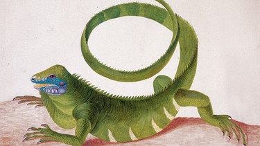 Das Bild "Green iguana" von Maria Sibylla Merian (Museum Rembrandthaus, Amsterdam) | Bild: picture-alliance/dpa