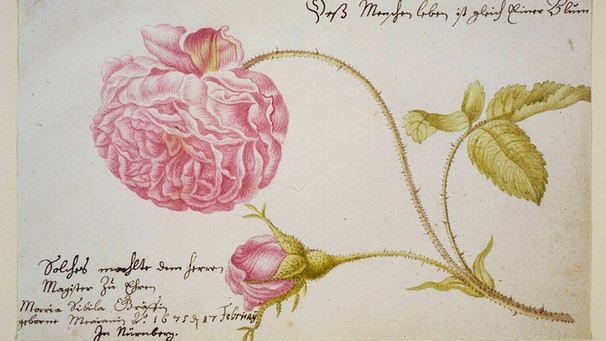Albumseite mit einer Rose (1675), Staatsbibliothek Bamberg | Bild: picture-alliance/dpa