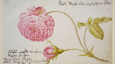Albumseite mit einer Rose (1675), Staatsbibliothek Bamberg | Bild: picture-alliance/dpa
