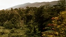Urwald Papua-Neuguinea | Bild: picture-alliance/dpa