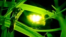 Glühwürmchen leuchten | Bild: colourbox.com
