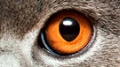 Auge einer Katze | Bild: picture-alliance/dpa
