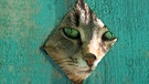 Katze schaut durch ein Loch im Zaun | Bild: colourbox.com