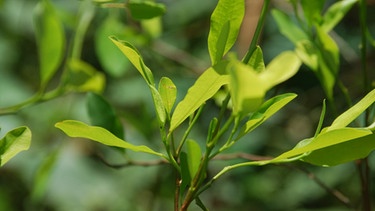 Kioka-Pflanze | Bild: picture-alliance/dpa