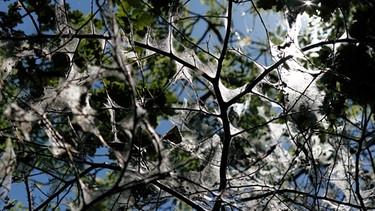 Von Gespinstmotten befallener Baum | Bild: picture-alliance/dpa