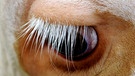 Auge einer Kuh | Bild: picture-alliance/dpa
