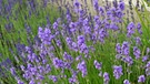 Lavendel | Bild: picture-alliance/dpa