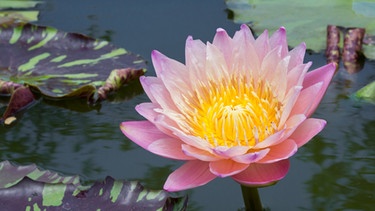 Lotusblüte | Bild: colourbox.com
