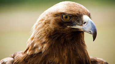 Adlerkopf, Vogel mit braunen Federn, gelben Augen und gekrümmtem Schnabel, seitlich von der Sonne beschienen | Bild: colourbox.com