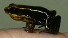 Kleinster Frosch der Welt aus Kuba | Bild: picture-alliance/dpa