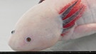 Schwanzlurch (Axolotl) | Bild: picture-alliance/dpa