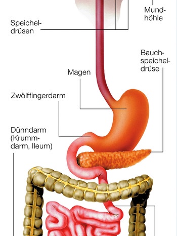Verdauungsorgane und Darm | Bild: picture-alliance/dpa