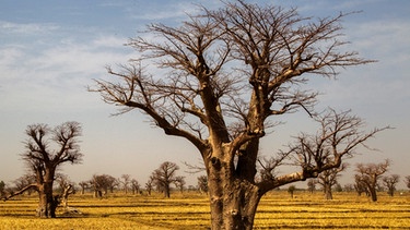 Baobab-Bäume in Mali | Bild: picture-alliance/dpa