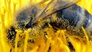 Voller Blütenstaub sitzt eine Biene in einer Löwenzahnblüte. | Bild: picture-alliance/dpa
