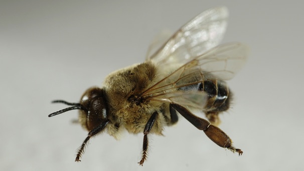 Drohne, die männliche Biene. | Bild: Abb.: dpa. Foto: Udo Bernhart