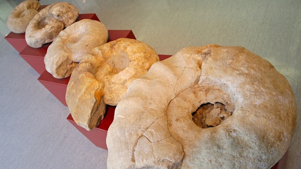 Ammoniten aus der Kreidezeit vor rund 80 Millionen Jahren | Bild: picture-alliance/dpa