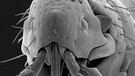 Eine Elektronenmikroskop-Aufnahme zeigt den Kopf der Floh-Art "Hectopsylla narium" | Bild: picture-alliance/dpa