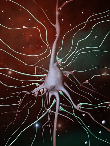 Darstellung der Erregungsübertragung von einem Neuron auf eine andere Zelle | Bild: picture-alliance/dpa