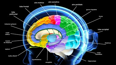 Anatomie des Gehirns mit Hypothalamus | Bild: picture-alliance/dpa